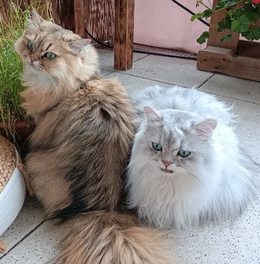 two fluffy white and orange cats next to each other