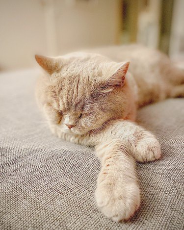 a cat lying with its paws crossed