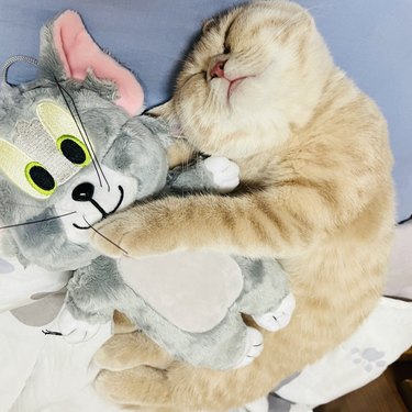 a cat sleeping with a stuffed toy