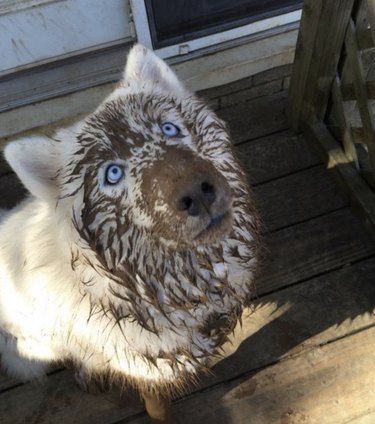 A dog with blue eyes has a muddy face, and is staring upwards.