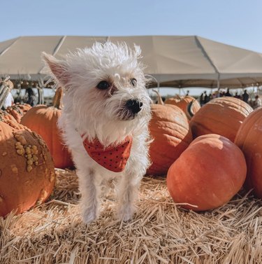 Small white dog in an orange bandana surrounded by pumpkins