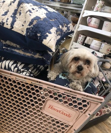 dog inside a HomeGoods store.