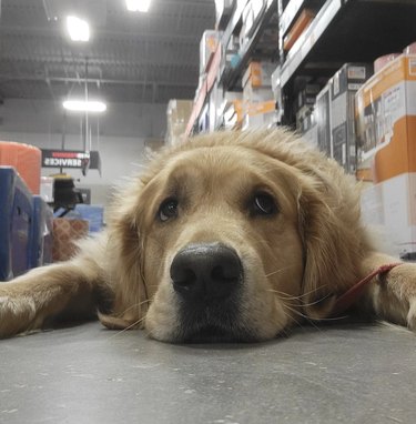 dog lying on the floor in hardware store.