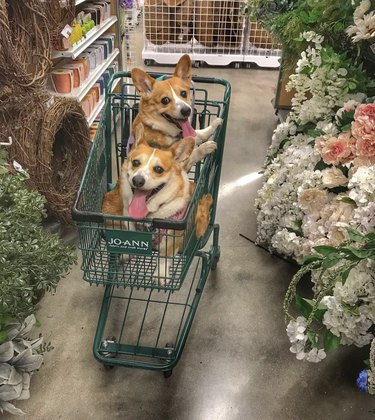 two dogs inside shopping cart in a flower store.