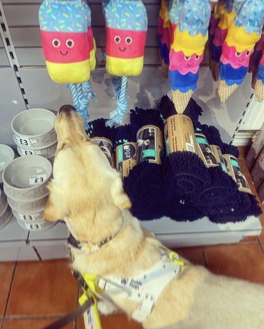 dog shopping in the dog aisle of the grocery store.