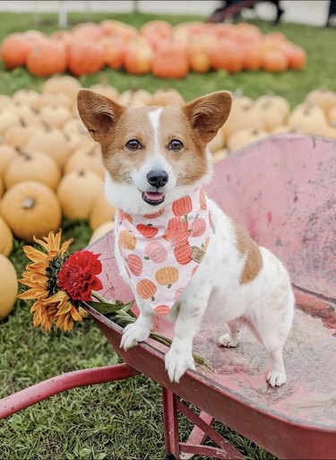 Corgi with a pumpkin bandana standing in a wheelbarrow with flowers and a pumpkin patch is beyond.