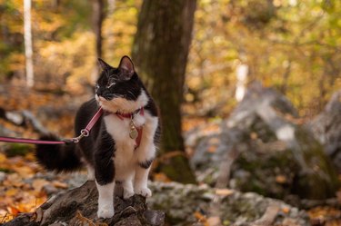 Cat on a leash looks at fall foliage