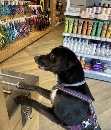 dog shopping at the pet store.