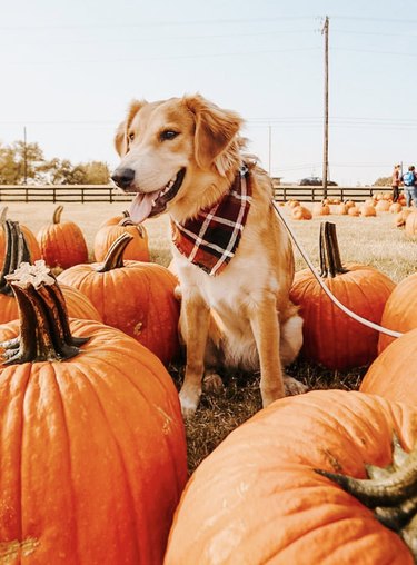 Happy dog with a plaid bandana sitting in a pumpkin patch.