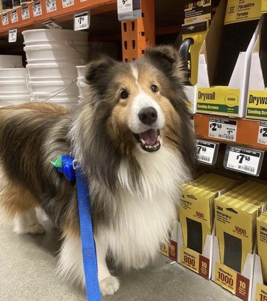 Happy collie inside Home Depot by drywall packages.
