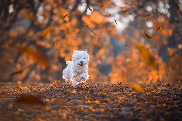 Dog runs through fall foliage