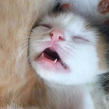 Sleeping kitten with teeth showing