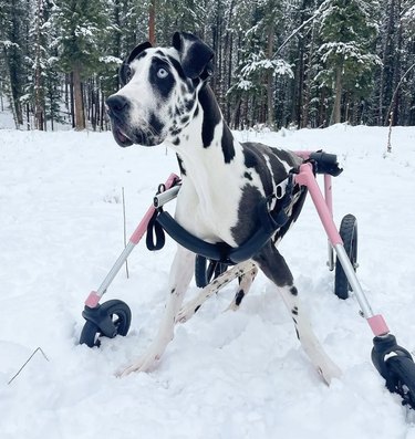 dog with his wheels in the snow.