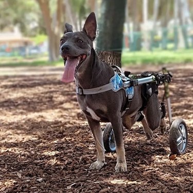 dog with his wheels in a park.