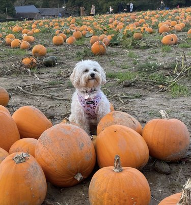 A small maltipoo is sitting on top of a pile of pumpkins at a pumpkin patch.