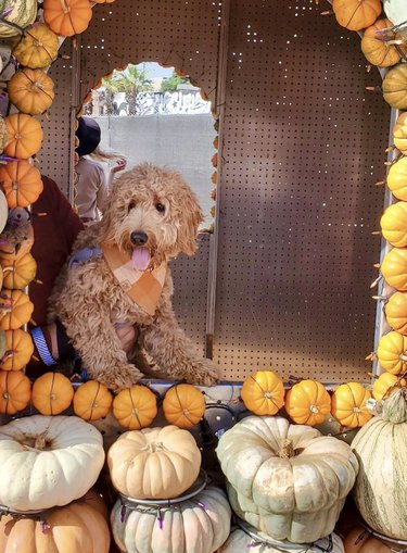Golden doodle sitting in a dog house decorated with pumpkins around the door frame.