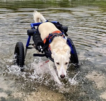 dog with his wheels in water.