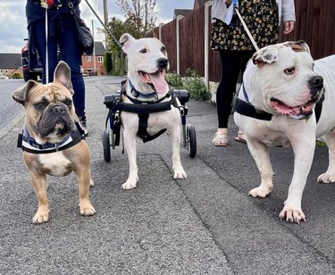 dog with wheels with his two pals.