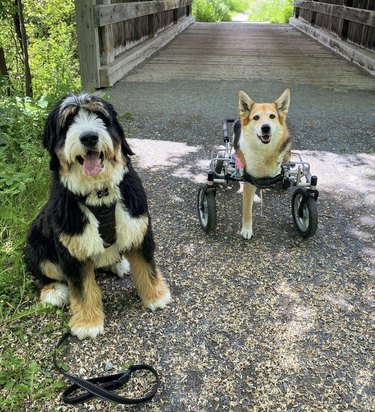 dog with wheels with another dog friend on a bridge.