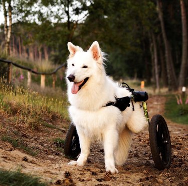 white dog with his wheels in the woods.