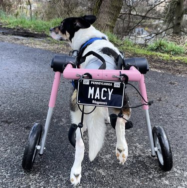 dog with wheels and small license plate that reads Macy.