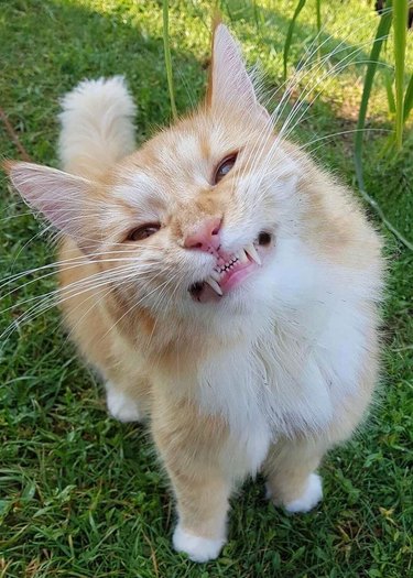 Cat on grassy lawn showing all its teeth in a "smile"