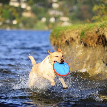 Yellow lab running through water with the Chuckit! Paraflight Flyer Floatable Frisbee Dog Toy in his mouth.