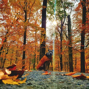 Dog wearing orange jacket poses with fall foliage