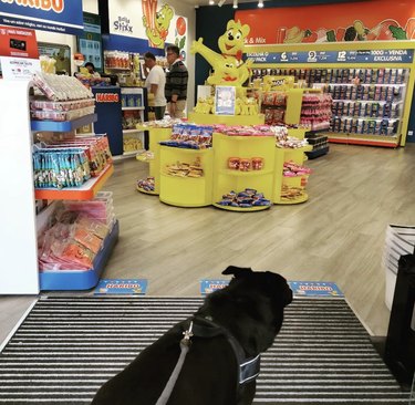 dog in the candy aisle of a store.