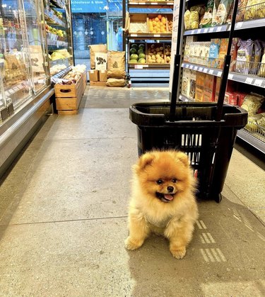 Pomeranian dog inside a grocery store.