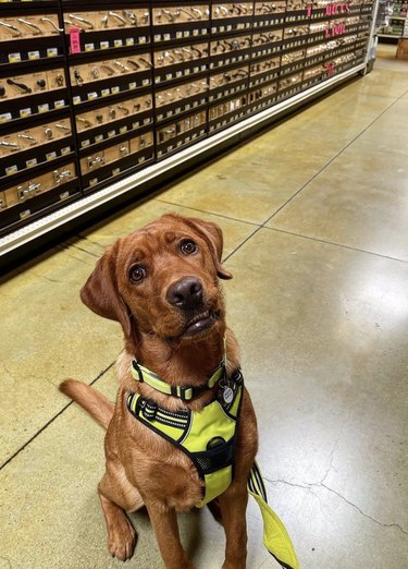 dog shopping at hardware store.