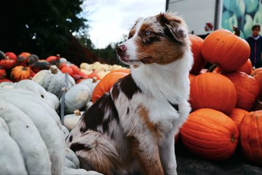 Australian shepherd surrounded by gourds and pumpkins at a pumpkin patch