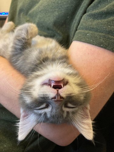 Sleeping kitten with teeth showing