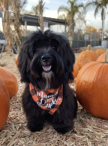 Small black dog with a red checker bandana sitting happily beside pumpkins