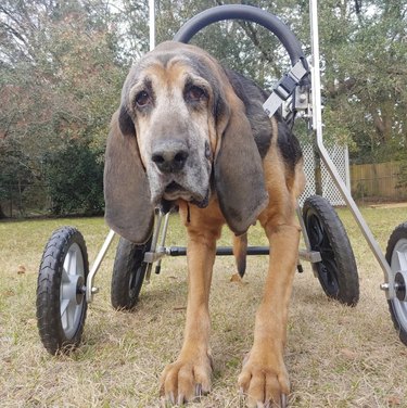 dog with his wheels in a backyard.