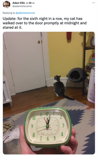 Twitter post with a cat staring at a front door at mignight for the sixth night in a row, a person is holding a clock to show the hour.