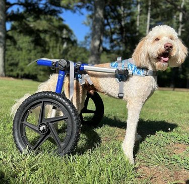 dog with his wheels at a park.