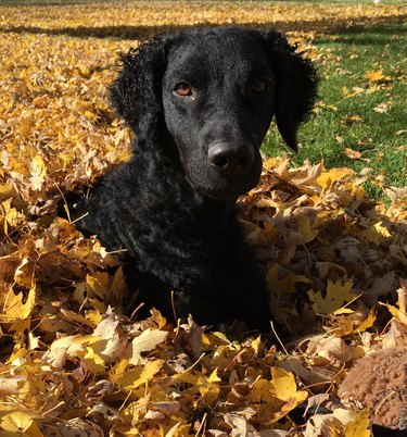 Dog lays in pile of yellow leaves