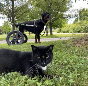 dog with wheels in the background and a black cat in the foreground.