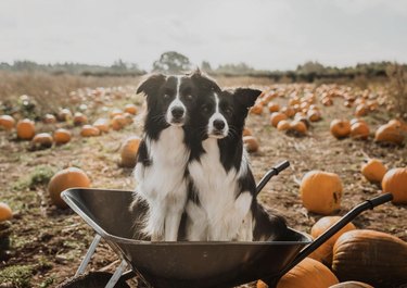 Two black and white border collies sitting in a wheelbarrow and surrounded by pumpkins.