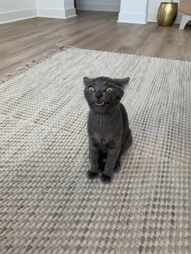 Gray cat mid-sneeze