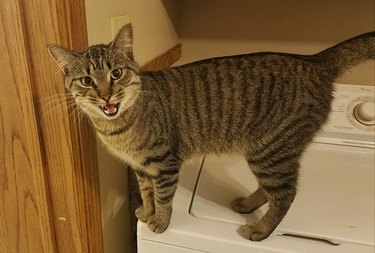 Meowing cat on top of washing machine