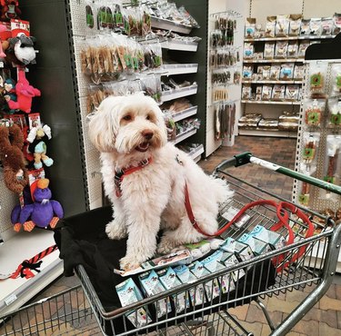 dog in a shopping cart in a pet store.