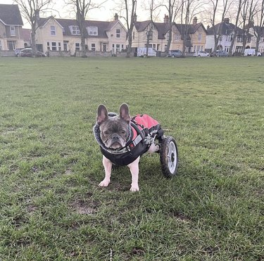 dog with his wheels in a neighborhood.
