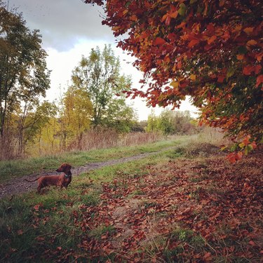 Dachshund poses next to tree with red leaves that match his fur