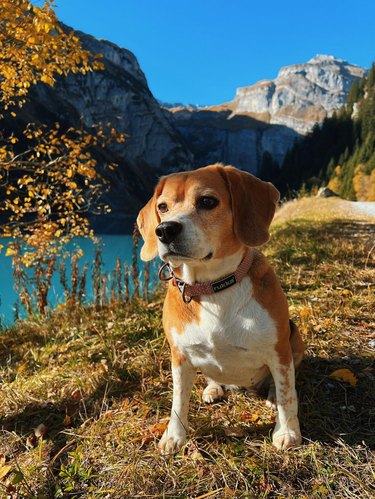 Dog poses with fall foliage next to beautiful landscape