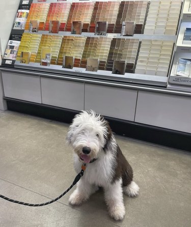 dog shopping inside a Lowe's store.
