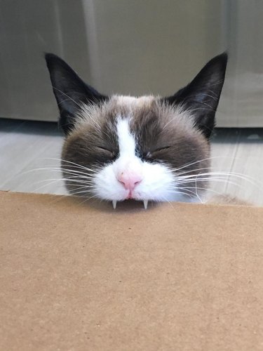 Cat biting down on cardboard box