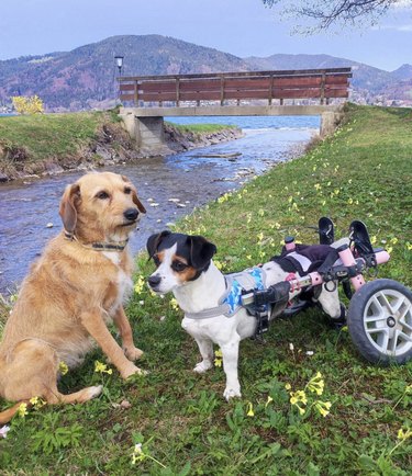 dog with wheels and another dog by a river.