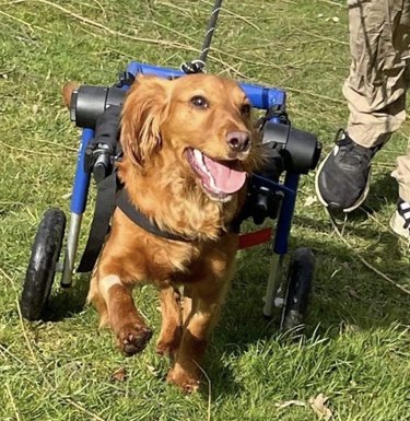 dog on the run in his wheels.